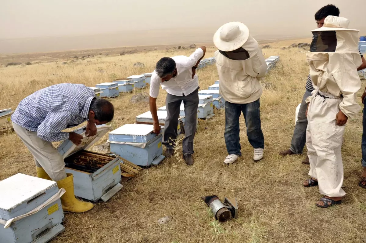 Siverek\'te Toplu Arı Ölümü