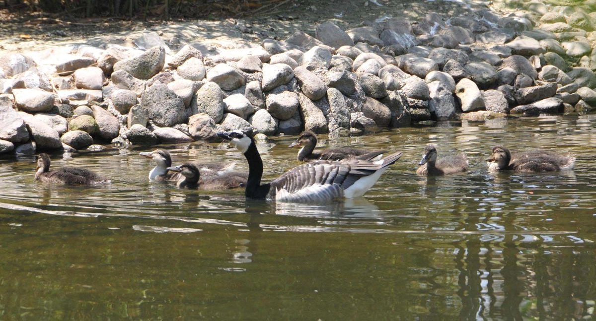 Kaz, Ördek Yavrularına Annelik Yapıyor