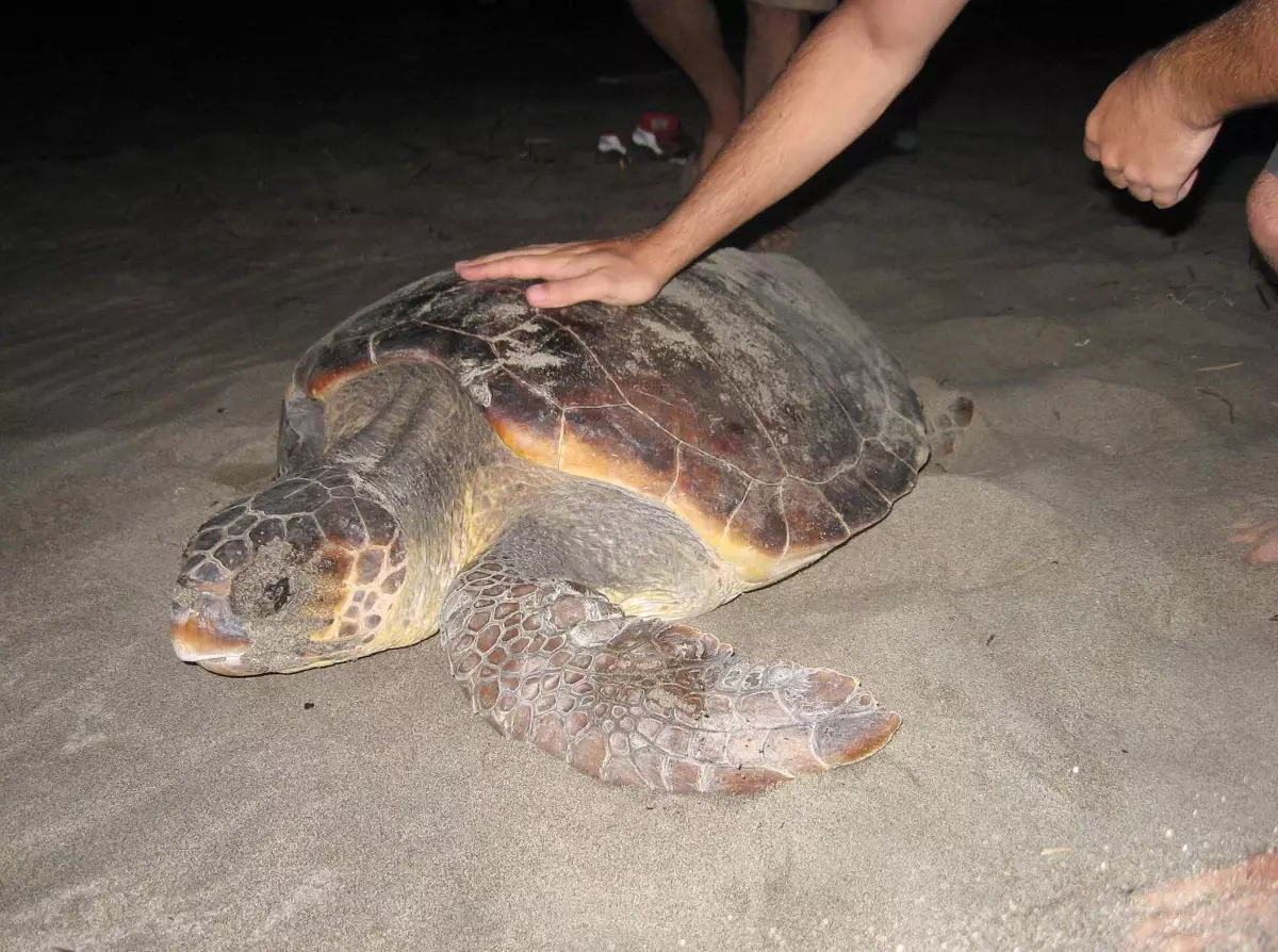 Carettalar Deniz İçin Gün Sayıyor