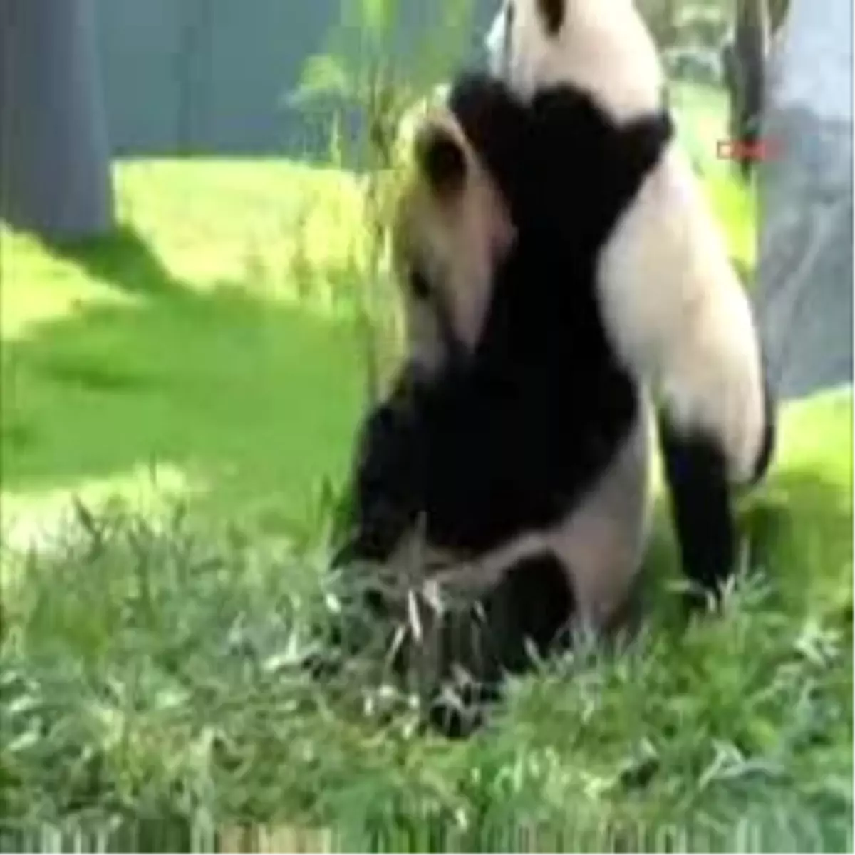 Japonlar\'ın Gözdesi Kaihin