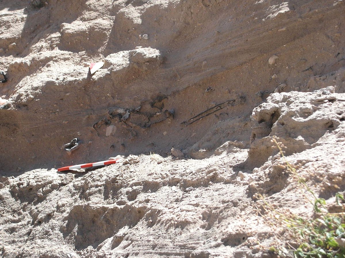 Nevşehir\'de 10-12 Milyon Yıl Öncesine Ait Fosiller Bulundu