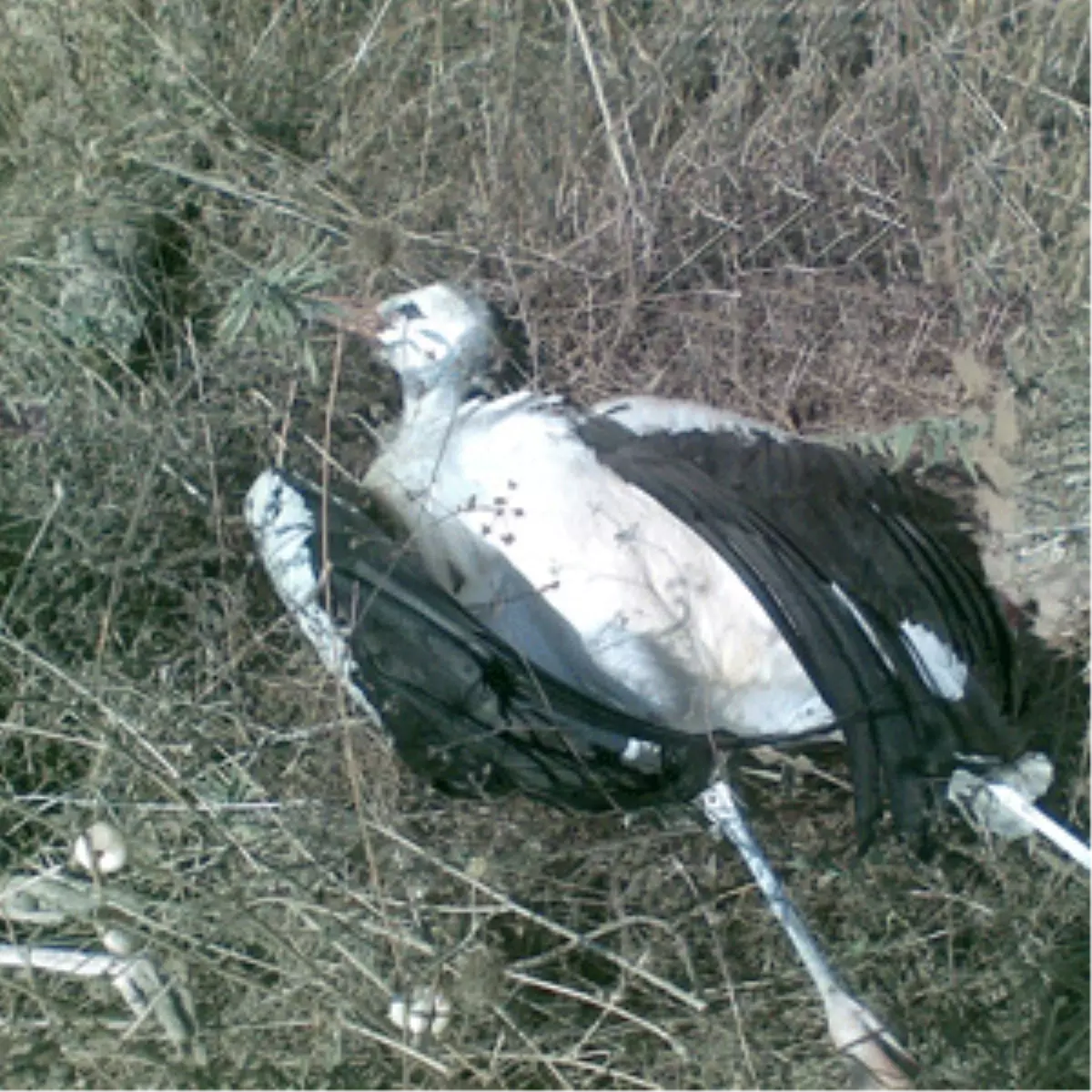 Leylekler Göç Yolunda Elektrik Kesintilerine Yol Açmaya Devam Ediyorlar
