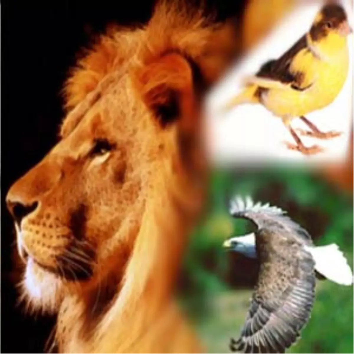 Takım Sembollerinin İlginç Öyküleri