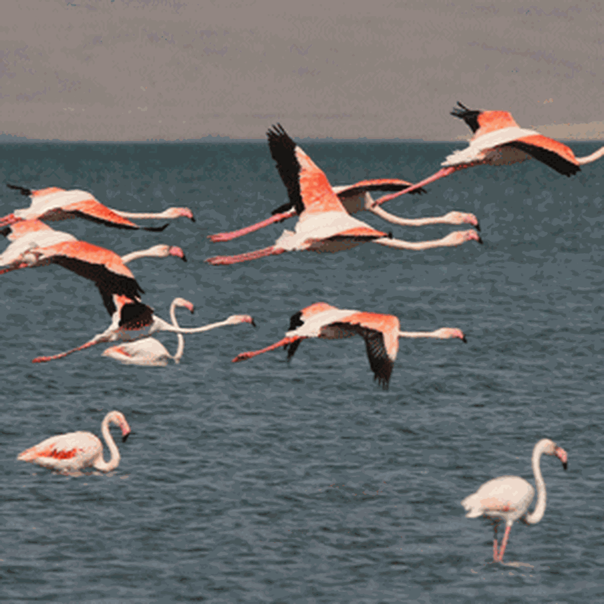 2. Flamingo Festivali Hazırlıkları Başladı