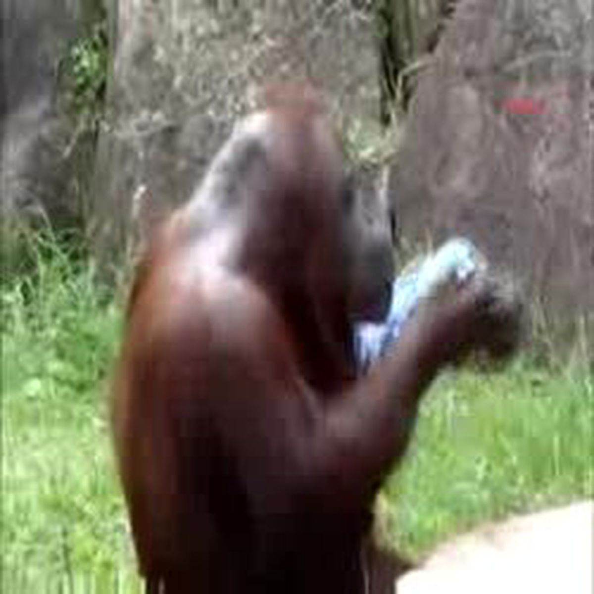 Orangutan, Serinlemenin Yolunu Buldu