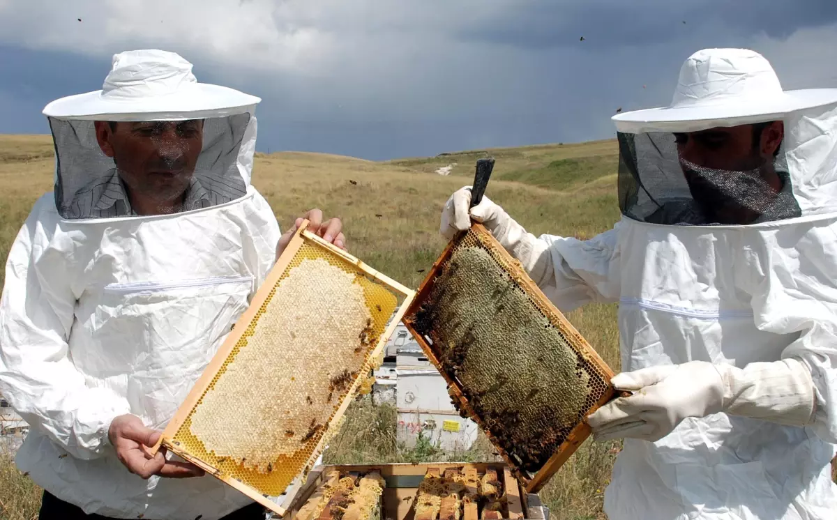 Dünya Arıcılığında Türkiye İkinci Sırada
