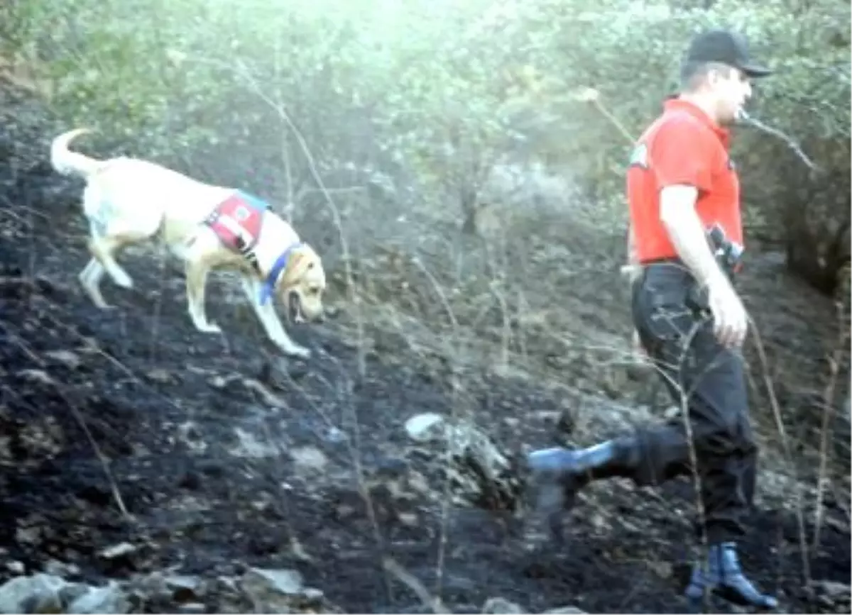 İzmir'deki Yangın Bölgelerinde Yanıcı Madde İzi Bulundu