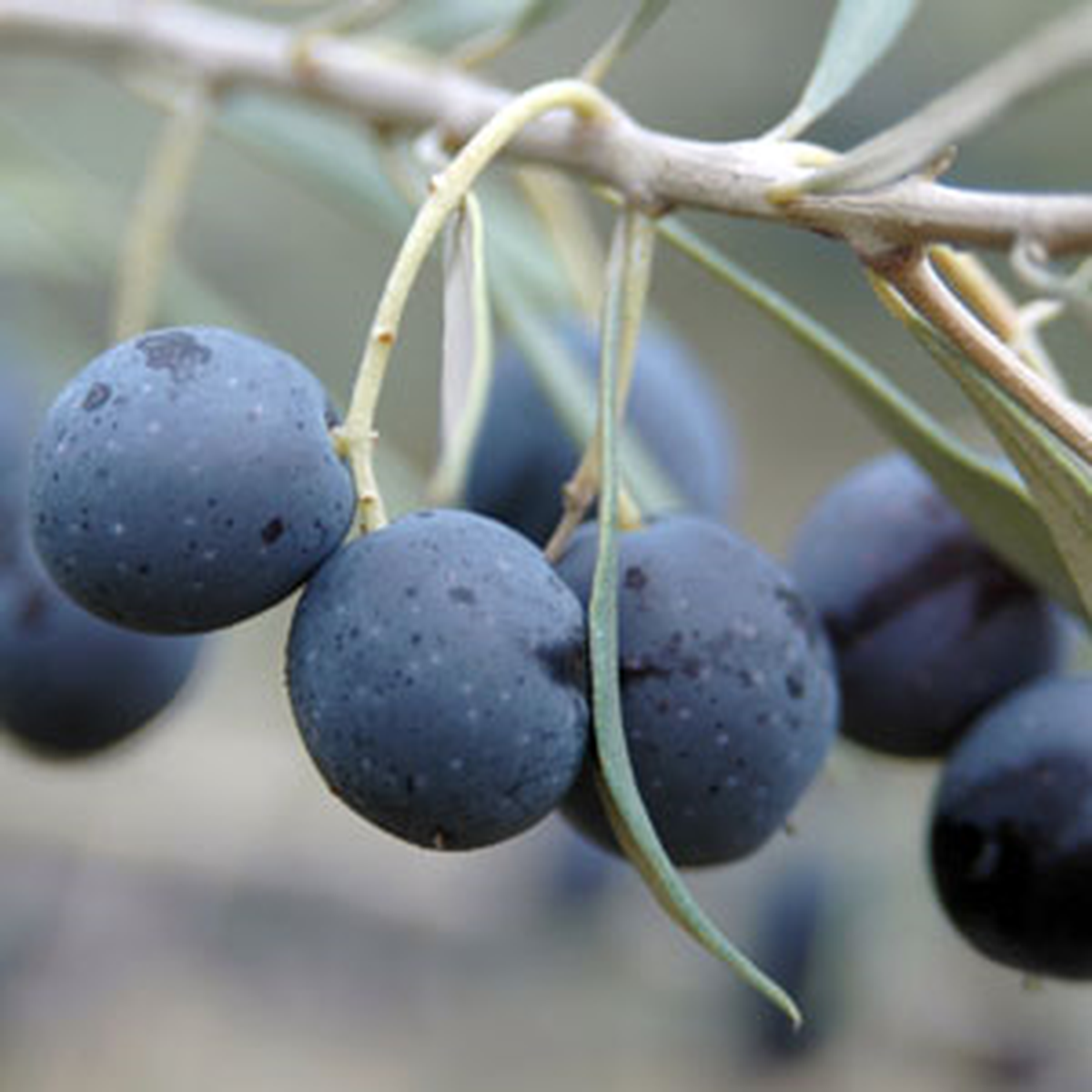 Kaderi Rengi Gibi: Zeytinin Anavatanı Türkiye Zeytin İthal Edecek