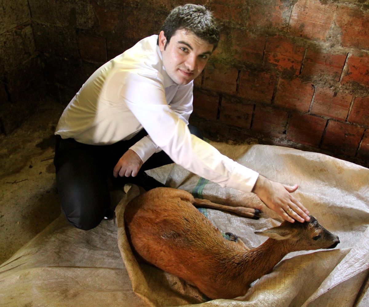 Yaralı Karacaya Kaymakam Sahip Çıktı