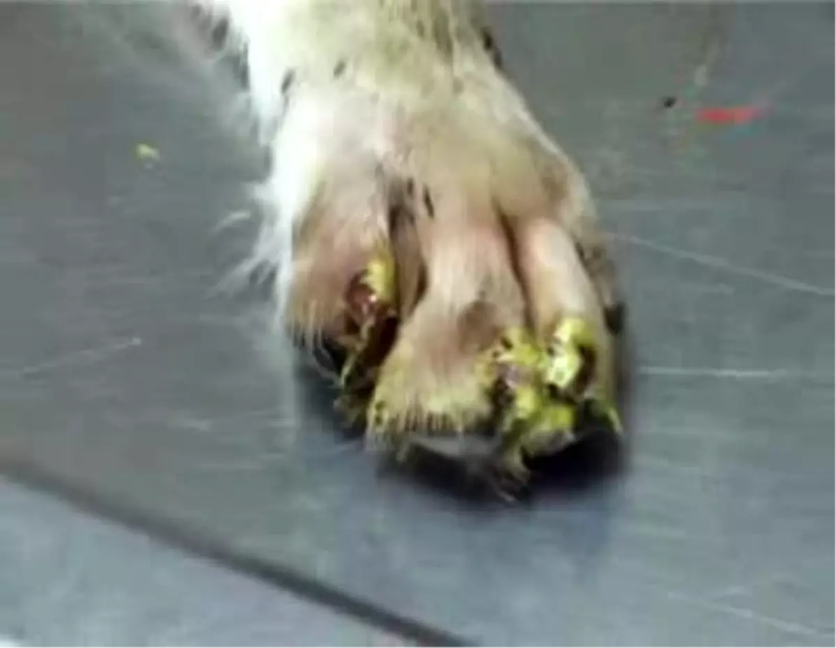 Köpeğe Yapılan İşkence Hayvanseverleri Kızdırdı; Bunlar İnsan Olamaz