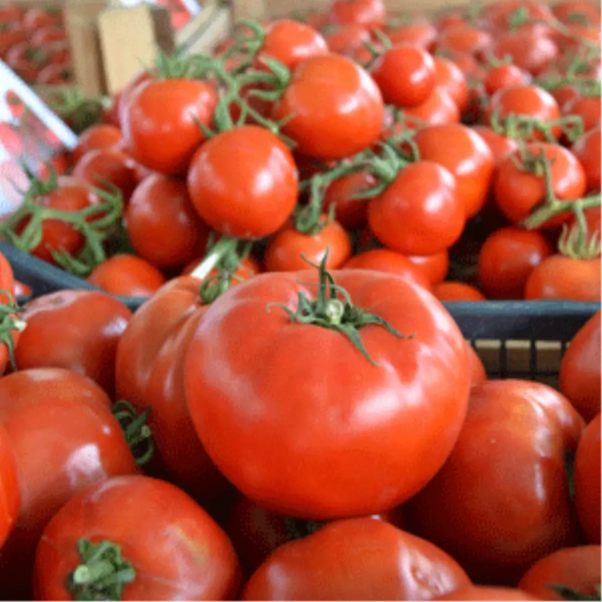 En İyi Domates Değirmenköy\'de Yetişir