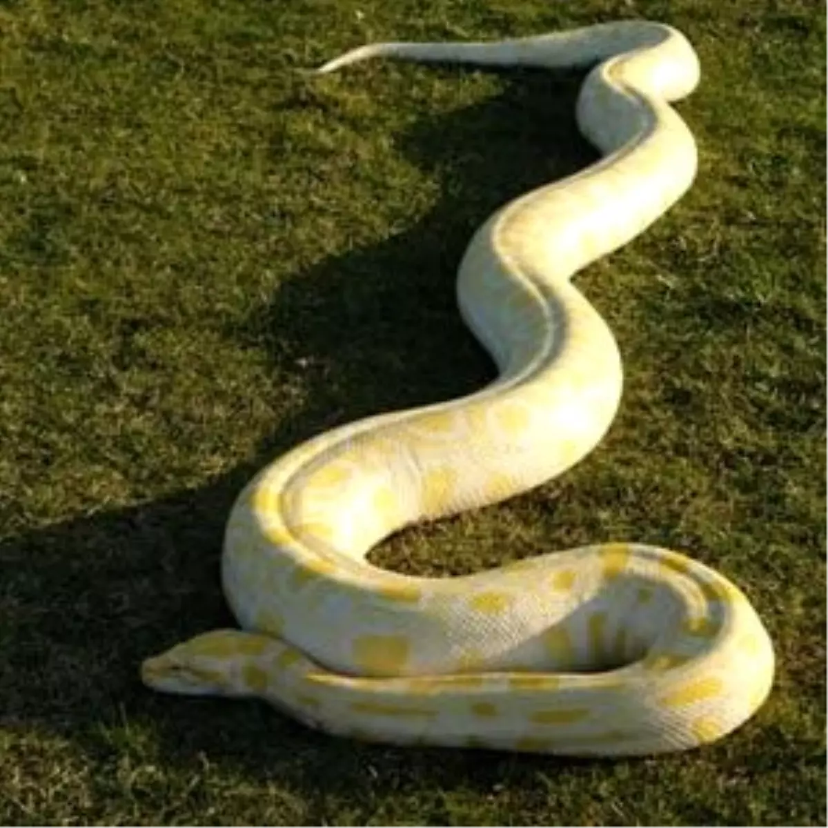 Kayıp Pitonu Getirene Para Ödülü