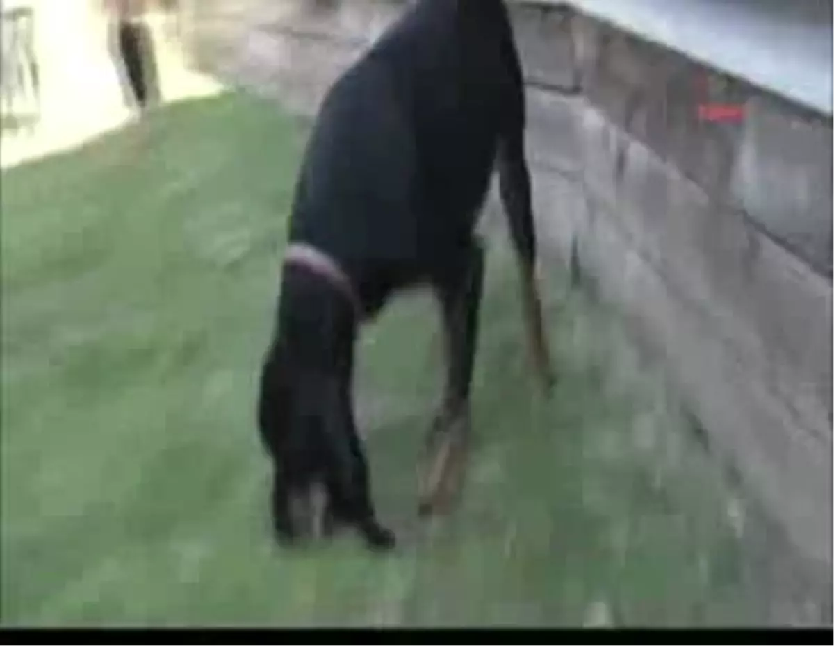 Dünyanın En Uzun Kulaklı Köpeği