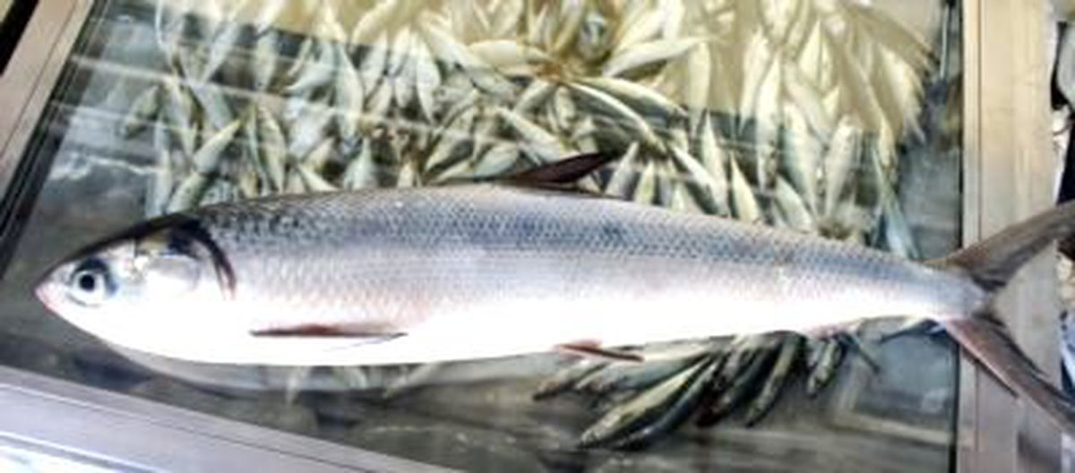 Akdenizde İlk Kez Görüldü!