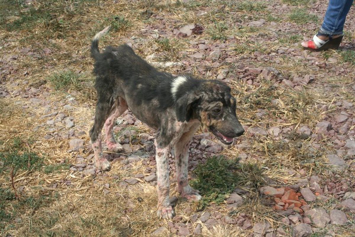 Hayvan Barınağında Köpeklerin Açlıktan Ölmesine Hayvanseverlerden Tepki