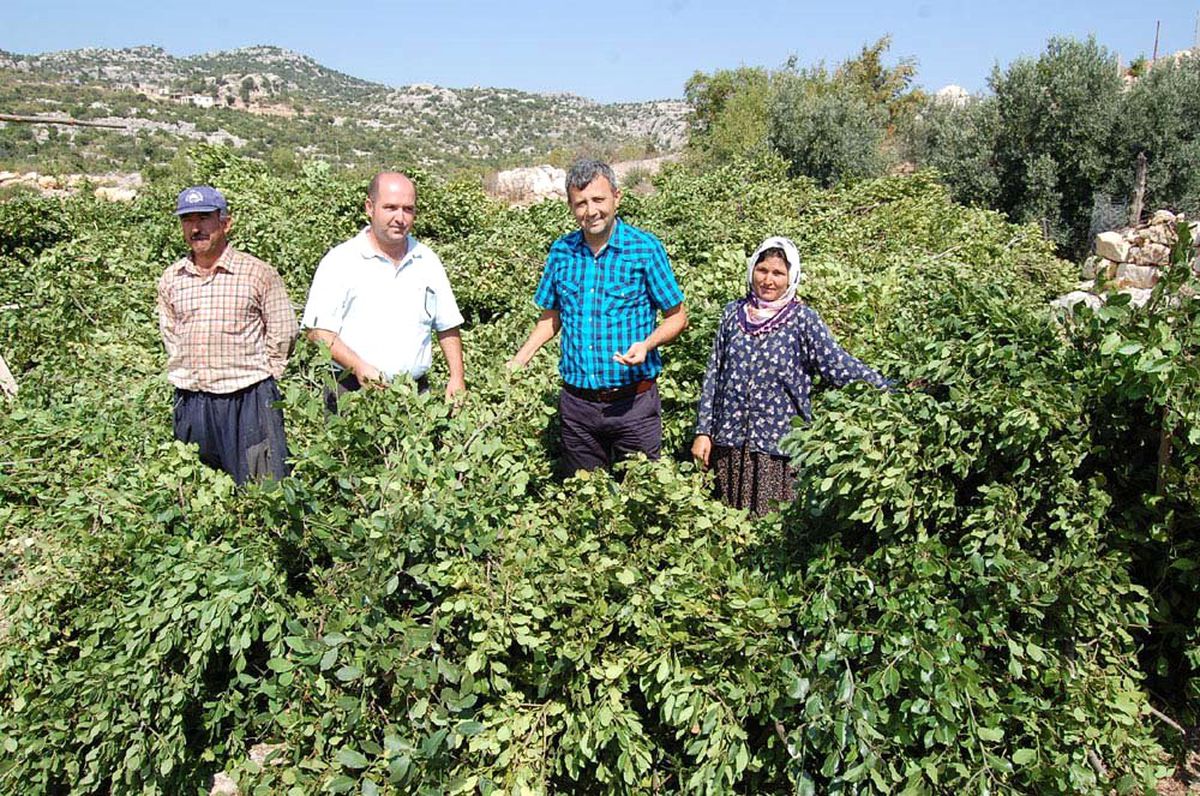 Silifke'nin Defne Yaprağı ABD Yolunda