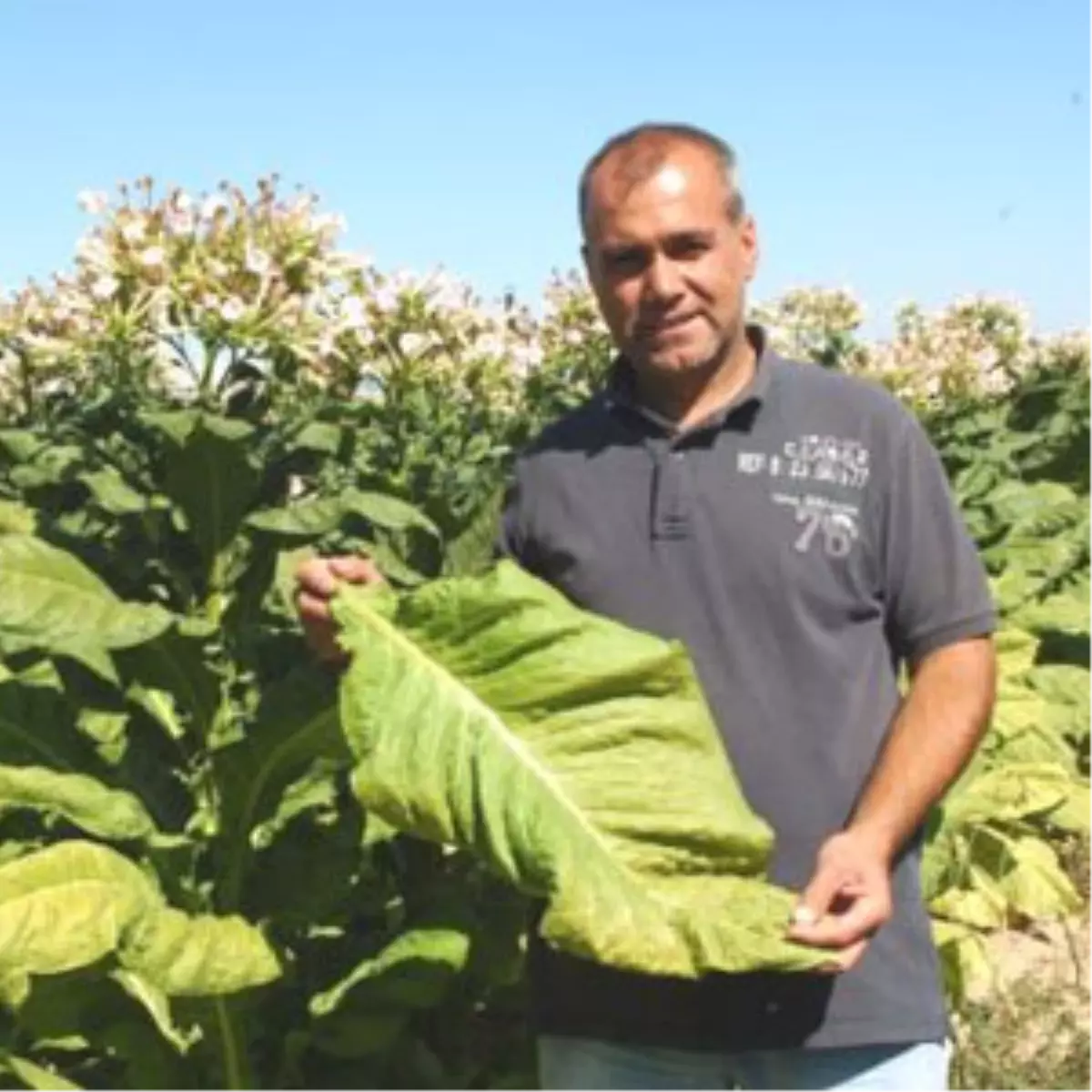 Kırklareli\'de Tütün Hasadı