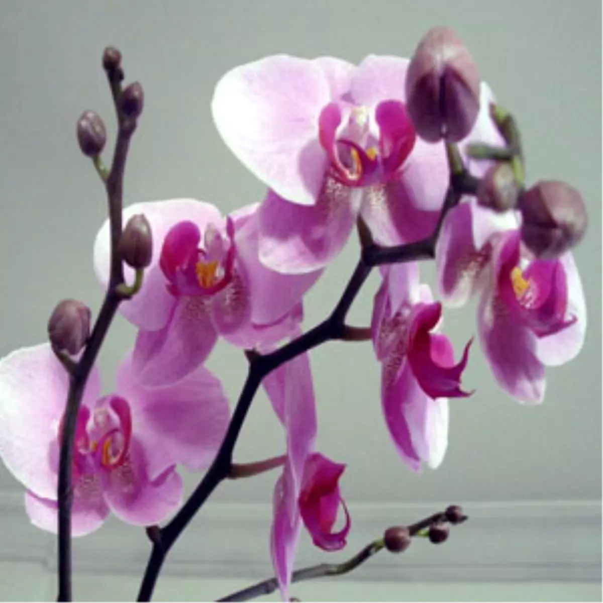 Orkideler Artık Serada Yetişecek