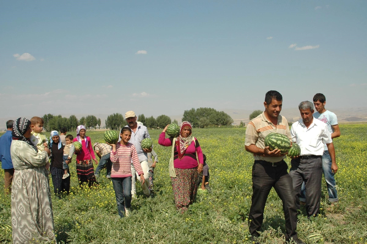 30 Bin Ton Karpuz Tarlada Kaldı