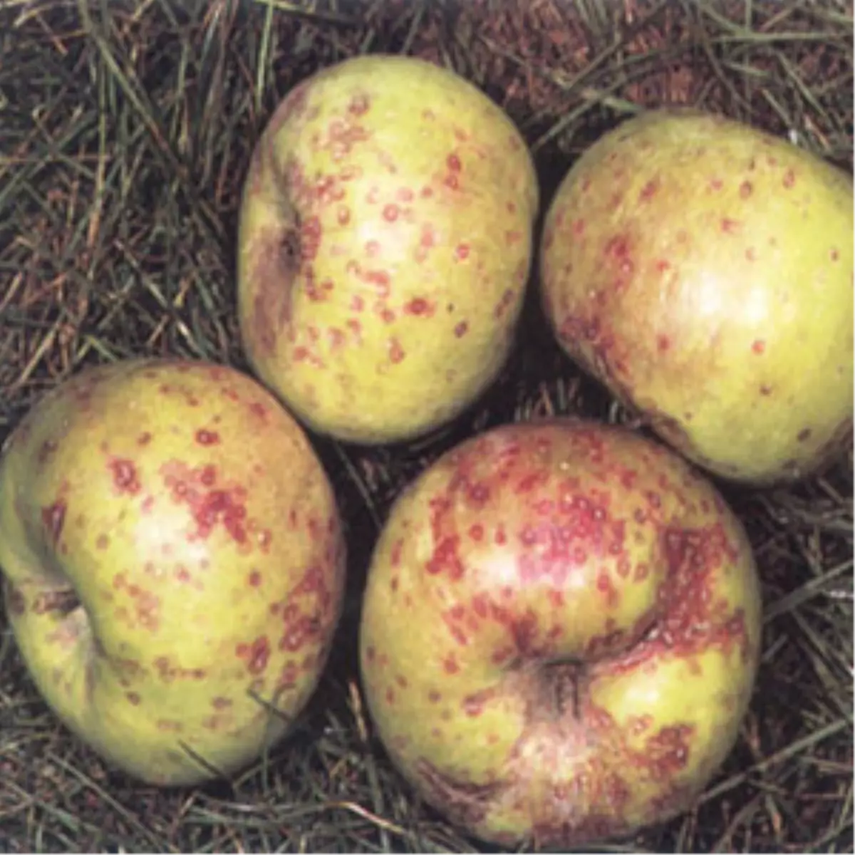 San-Jose Kabuklu Biti İle Mücadelede Uygulanacak Yöntemler Belirlendi