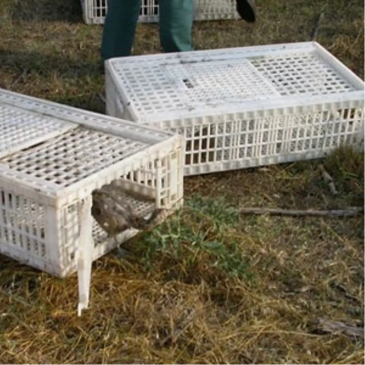 Biga\'da Doğaya 300 Sülün Bırakıldı