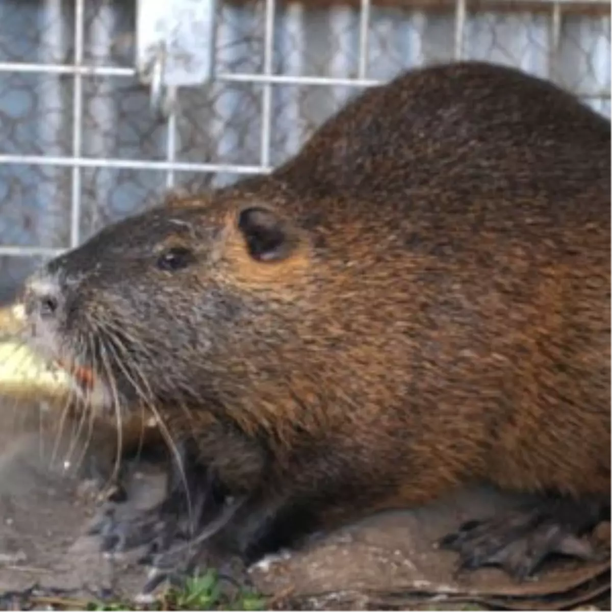 Su Maymunu Araştırmalara Işık Tutacak