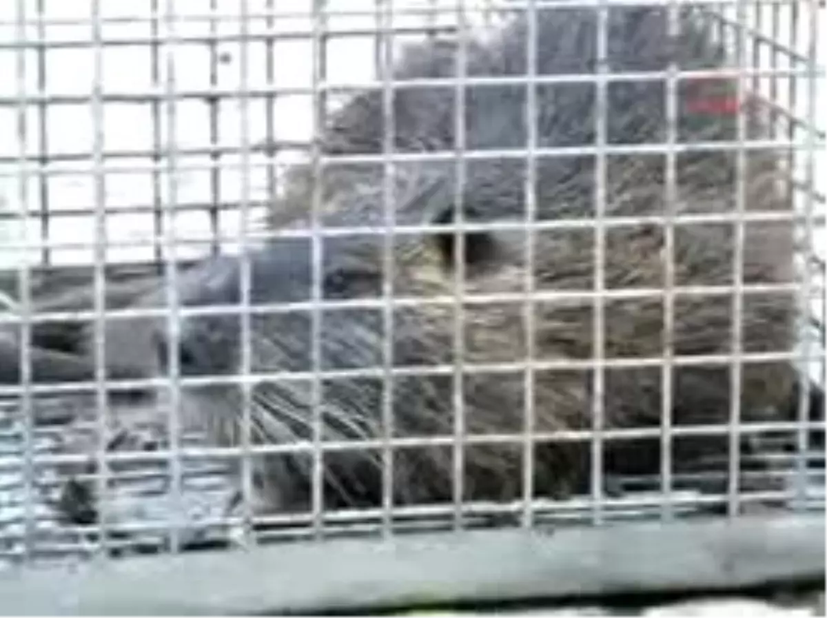 Su Maymunu'na Bilimsel İnceleme