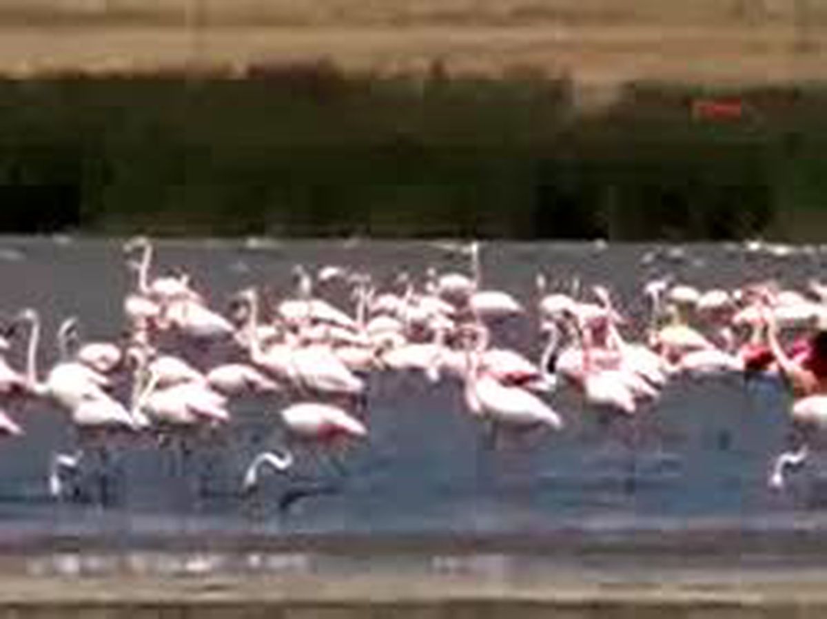 Van'da Flamingo Festivali