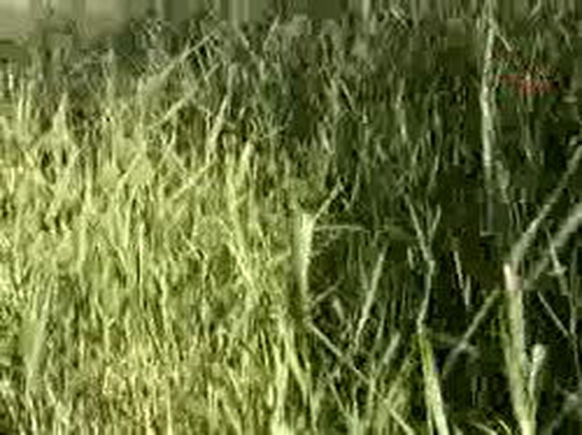 Akşehir Gölü\'nde Kuş Ölümlerinin Nedeni Metan Gazıarşiv