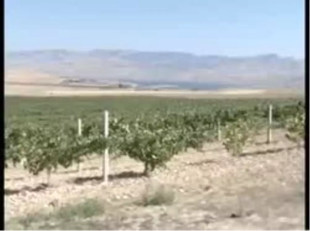 Logosuzkayra ile Şarabın Doğduğu Topraklarda Bağ Bozumu Heyecanı