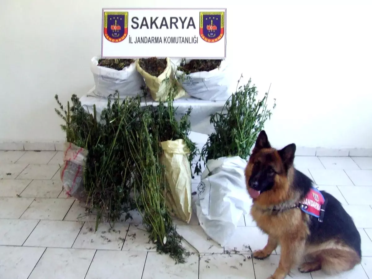 Uyuşturucu Operasyonu Ardından Narkotik Köpek 'adak'tan Poz