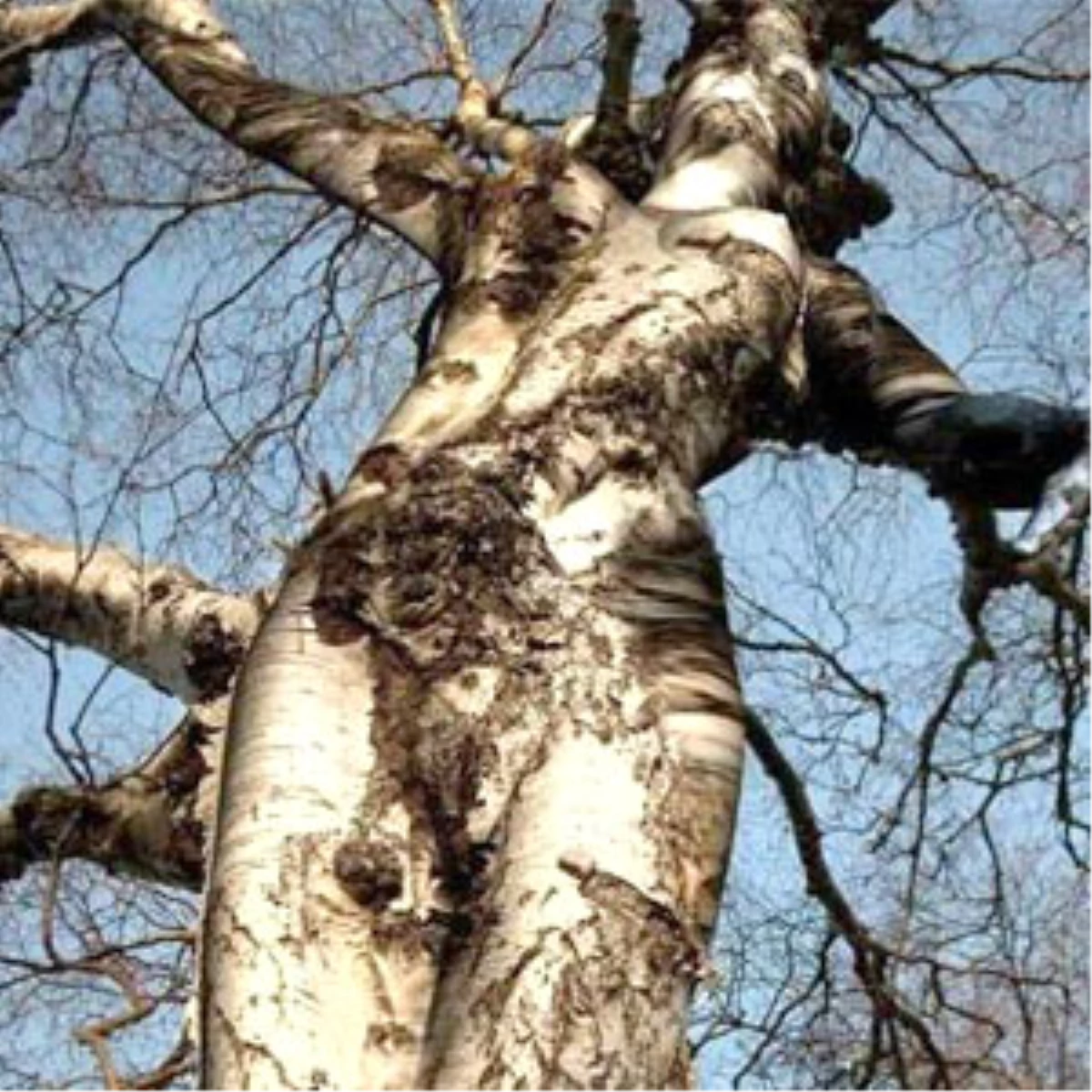 Dehşete Düşüren Kadın Ağaç