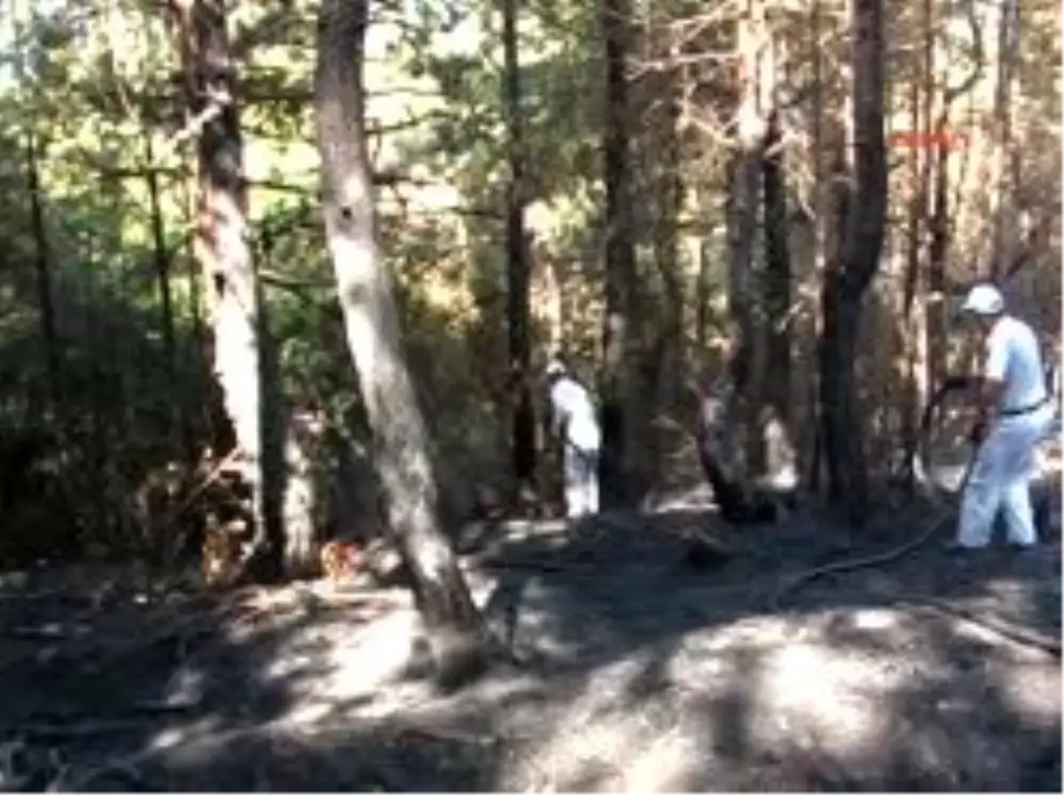 Amasra\'da Orman Yangını