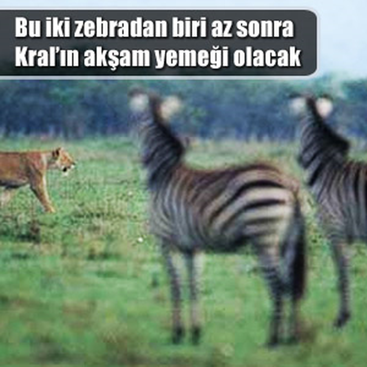 Aslan Ailesinin Vahşi Zebra Avı