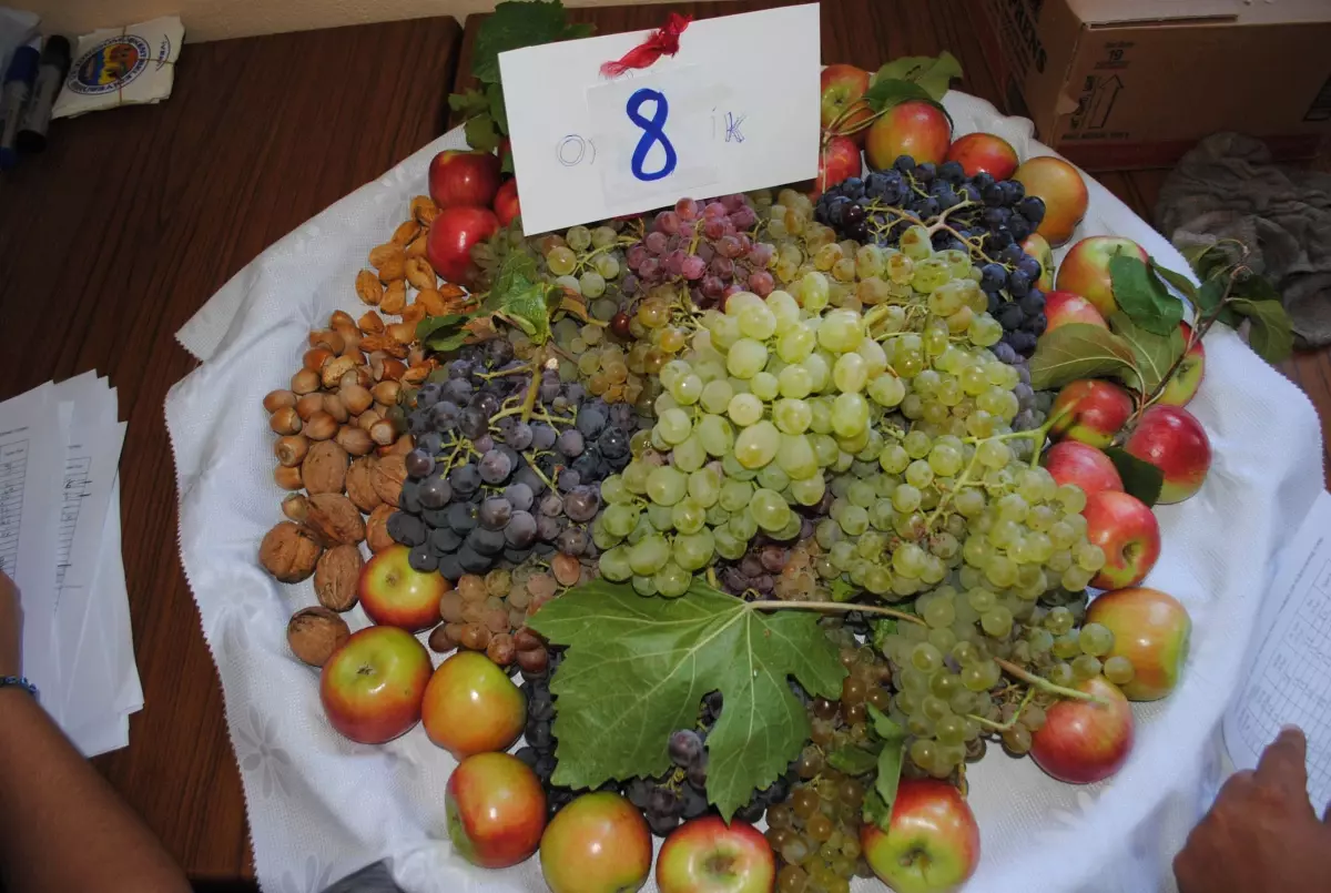 Gümüşkent\'de Üzüm ve Elmalar Yarıştı