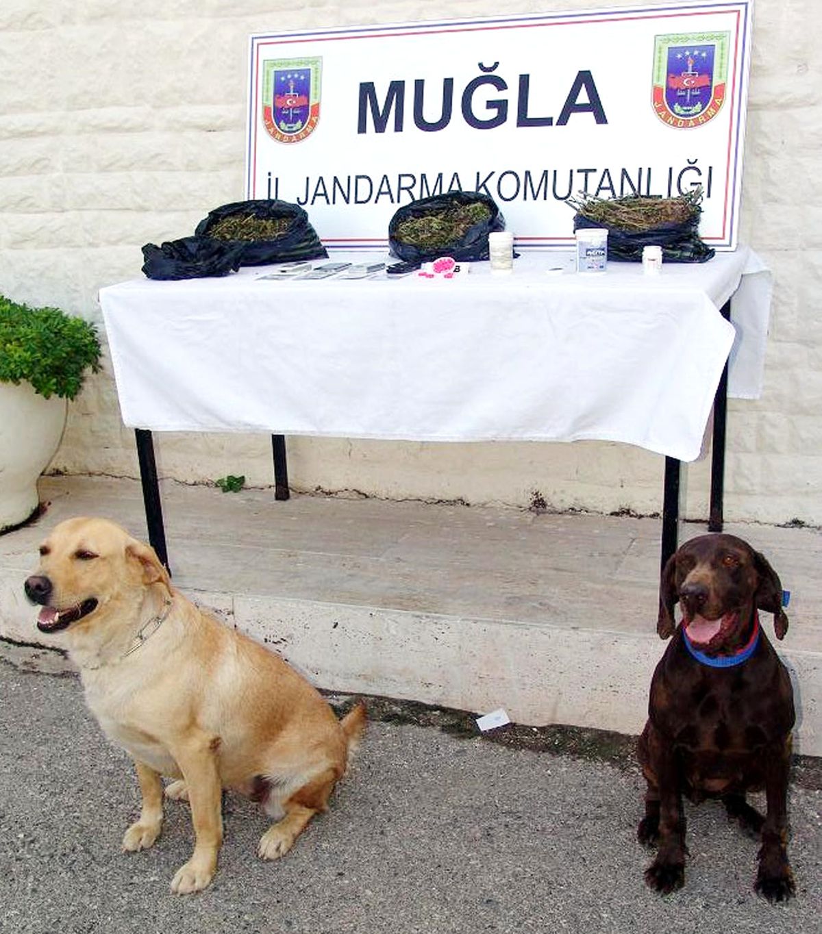 Özel Eğitimli Köpeklerle Uyuşturucu Operasyonu