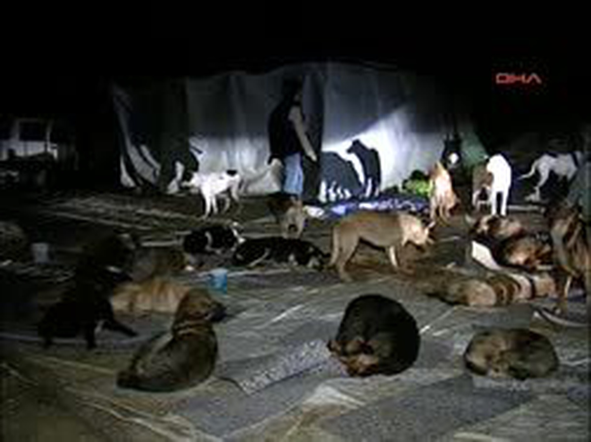 Ormanda Zehirlenen Köpekler İçin Seyyar Hastane...