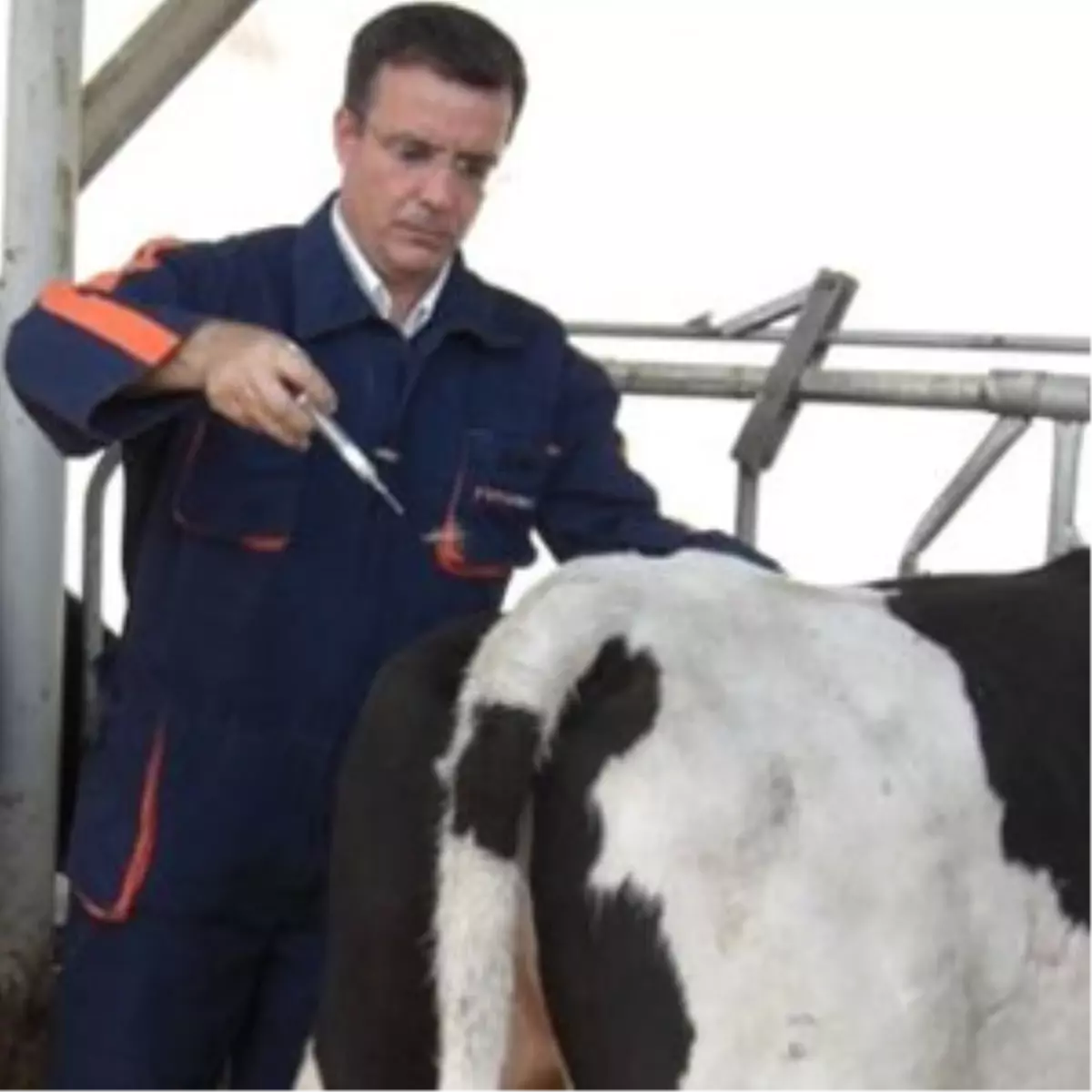 Şap Aşılama Kampanyası Başladı