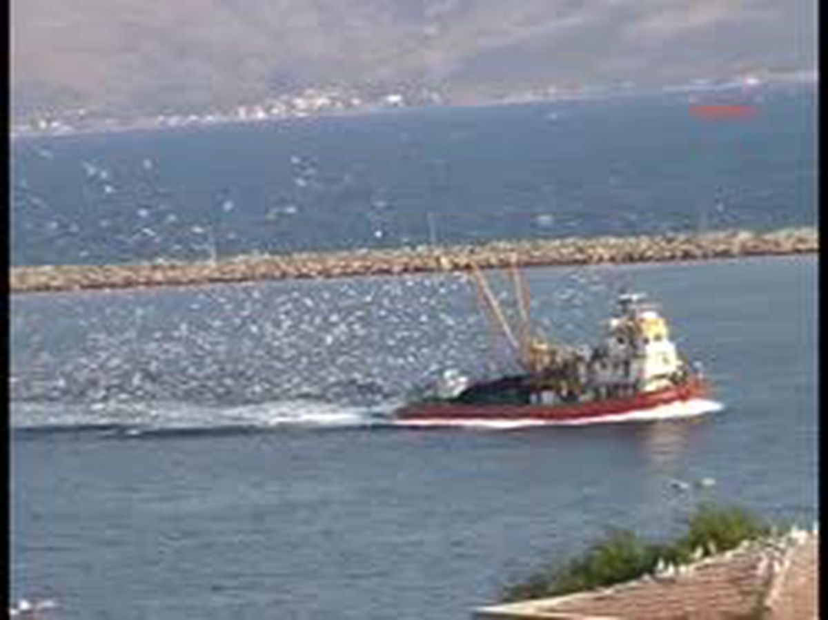 Balık Bereketi Hem Vatandaşa Hem Martılara Yaradı