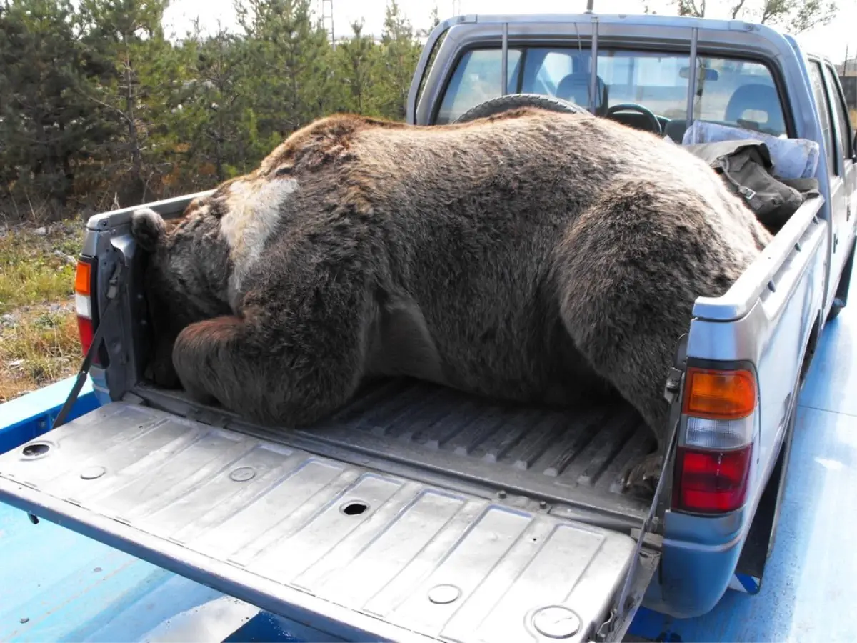 Sarıkamış\'ta Çöplüğe İnen Ayı Öldürüldü