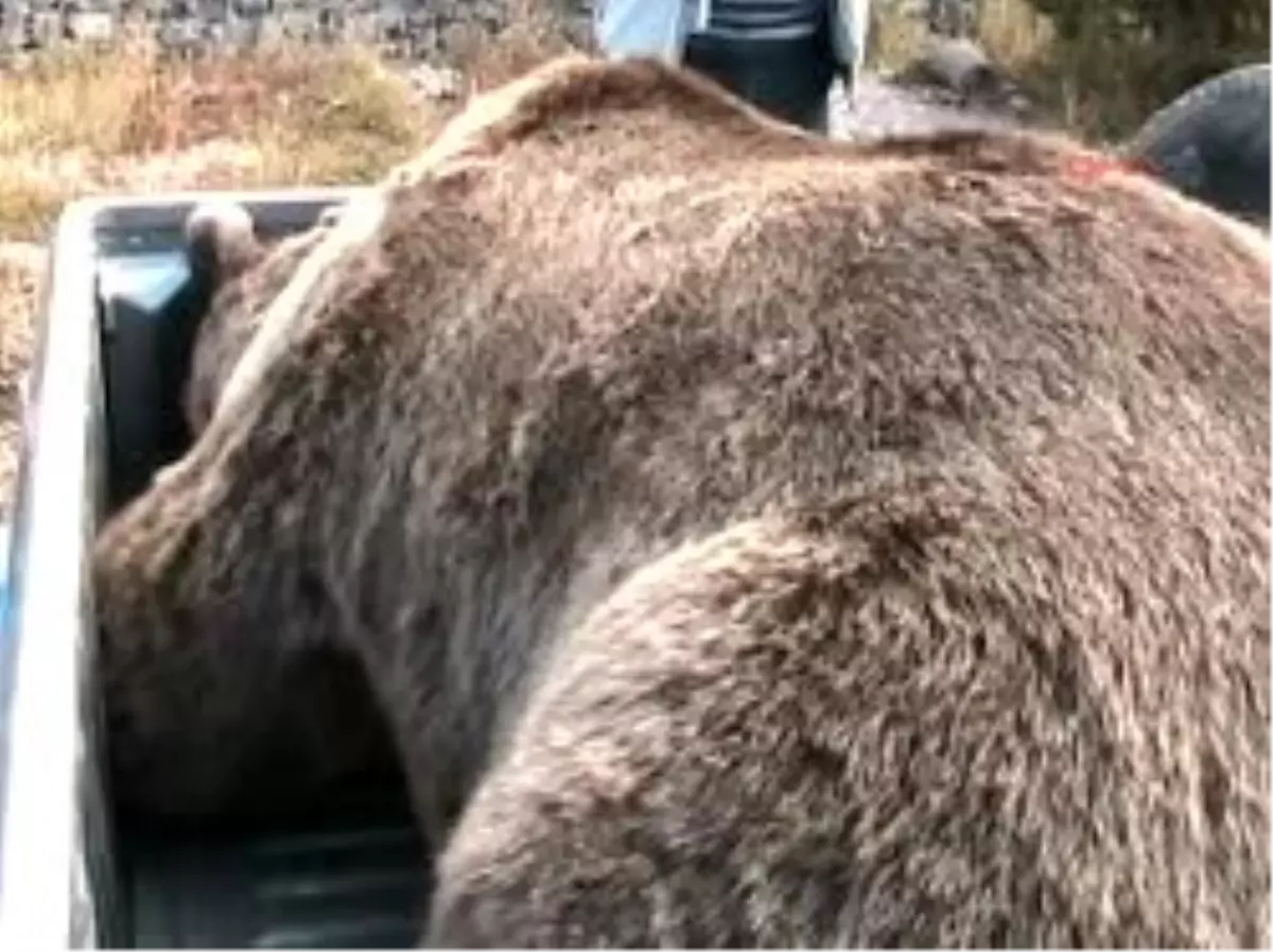 Sarıkamış\'ta Çöplüğe İnen Ayı Öldürüldü