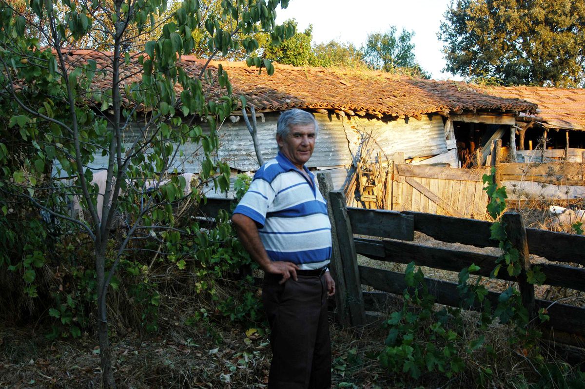 Eşek Arıları Kabusları Oldu