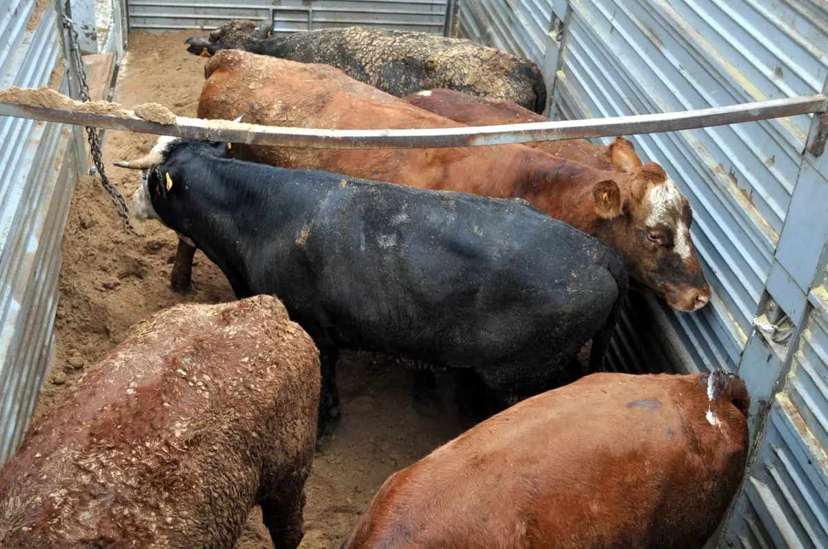 Anguslar Yola Düştü Faciadan Dönüldü