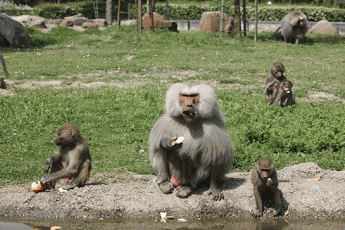 Doğal Yaşam Bursa Zoo'da