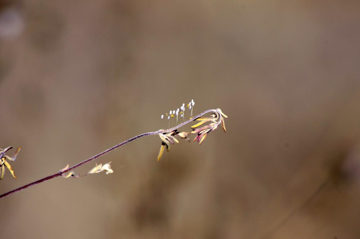 3 Bin Yılda Bir Açan Udumbara Çiçeği Elazığ\'da Görüntülendi
