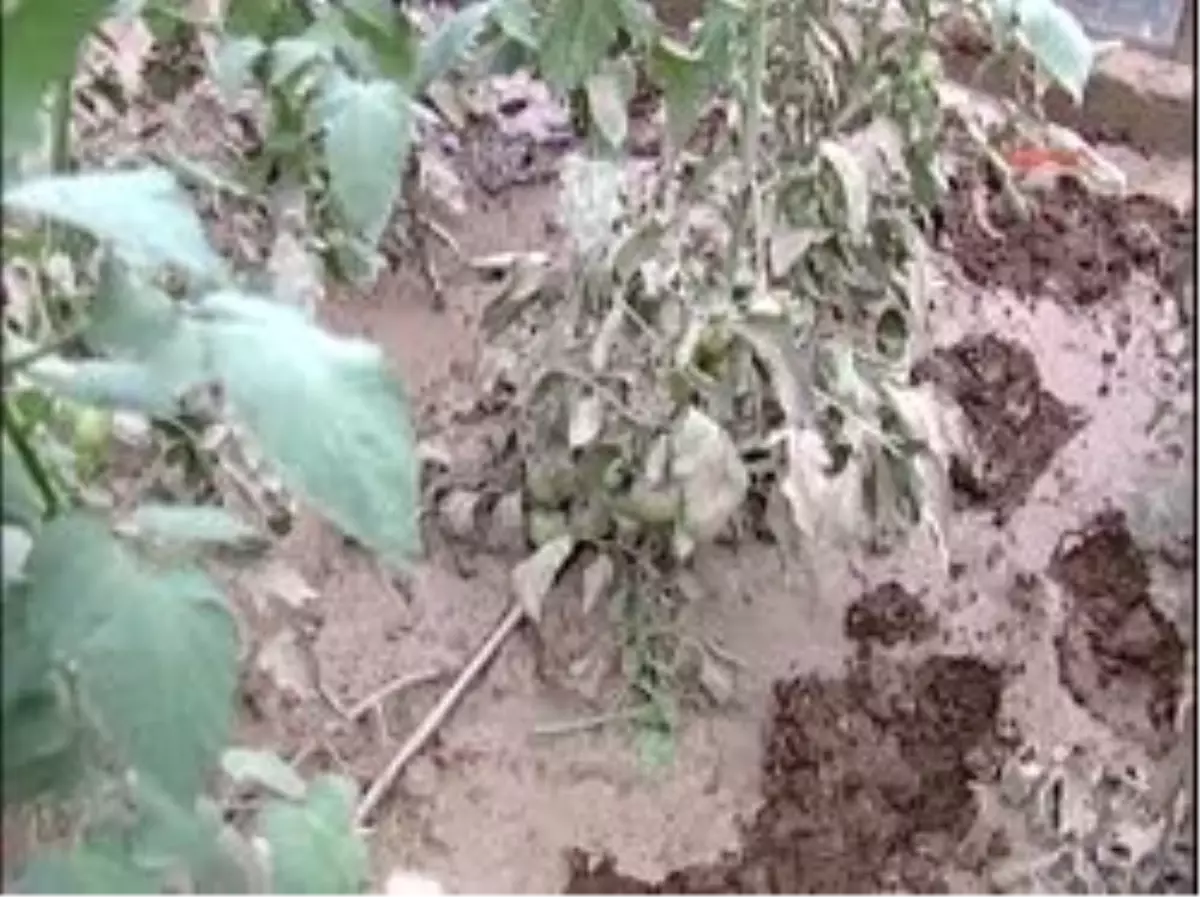 Sel Bölgesinden Görüntüler