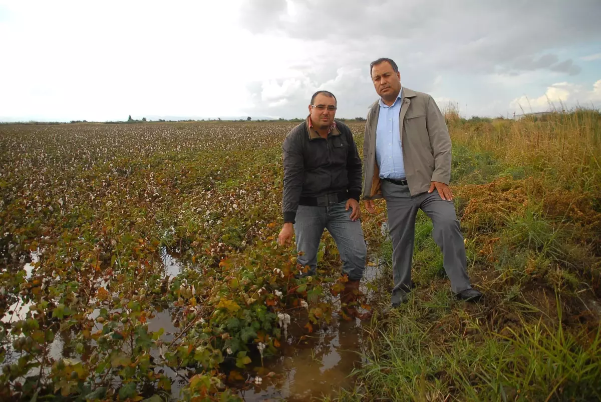 Söke\'de Pamuk Dalında Kaldı