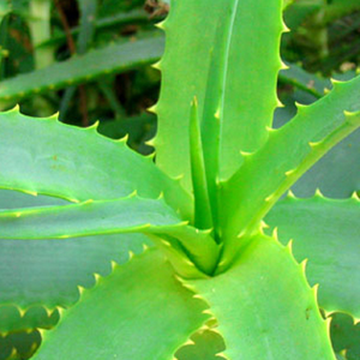 İşte En Faydalı 10 Şifalı Bitki