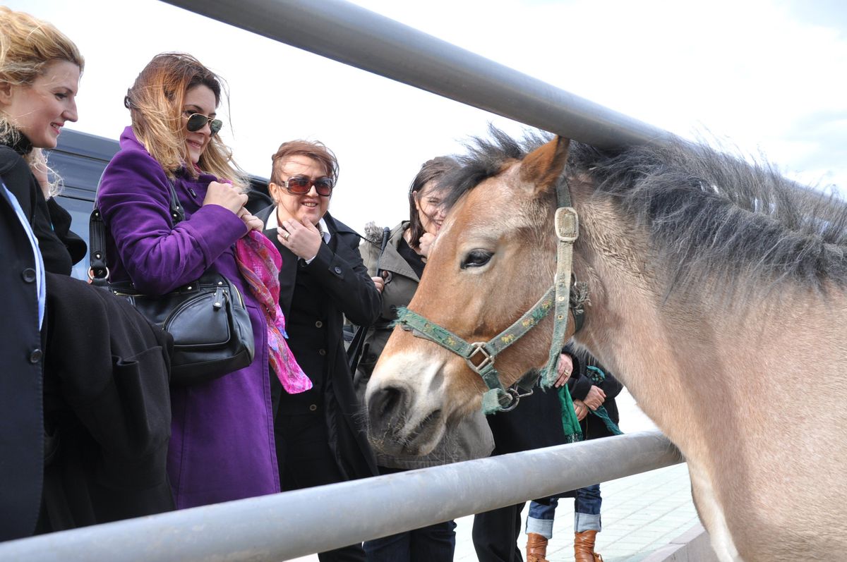 Atlardan Turizm ve Sağlık Alanlarında Yararlanılmalı