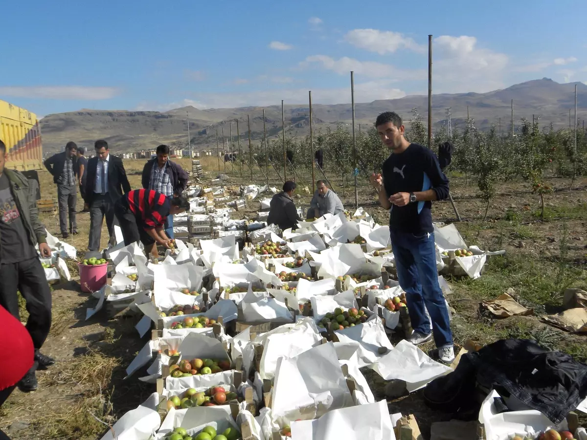 Kayseri ve Çevresinde Elma Hasadı Başladı